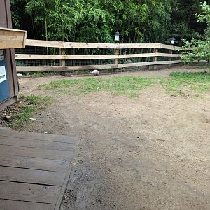 Nine-banded Armadillo Walkthrough Enclosure - Petting Encouraged!