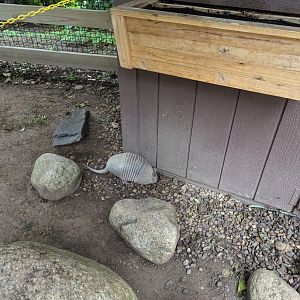 Nine-banded Armadillo Walkthrough Enclosure - Petting Encouraged!