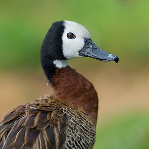 White faced whistling duck, CWP, UK