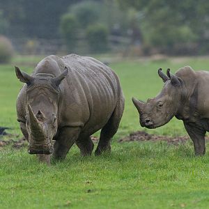 Southern White Rhino, CWP, UK