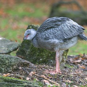 Juvenile Southern / Crested Screamer, CWP, UK