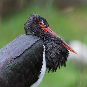 Black stork, CWP, UK