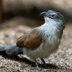 White browed Coucal, CWP, UK