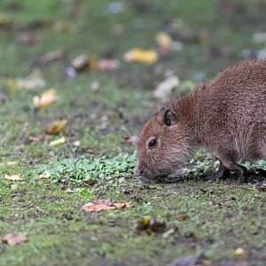 Juvenile Cabybara, CWP, UK