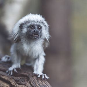 Juvenile Cotton Top Tamarin, CWP, UK