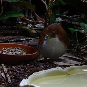 Red-and-white crake (Laterallus leucopyrrhus)