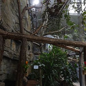 Exotenhaus: Toco toucan and armadillo enclosure