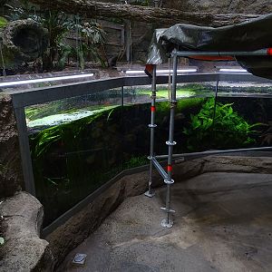 Exotenhaus: Tank for piranha, neon tetra and black tetra