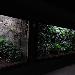 Exotenhaus: Bengal slow loris enclosure
