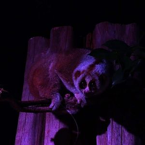 Bengal Slow Loris (Nycticebus bengalensis)