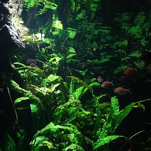 Exotenhaus: First South American tank