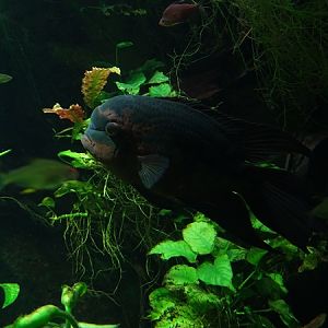 Emerald cichlid (Hypselecara temporalis)