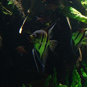 Freshwater angelfish (Pterophyllum scalare)