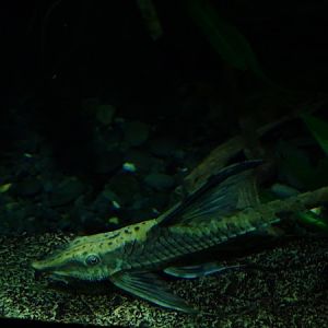 Palito (Sturisomatichthys aureus)