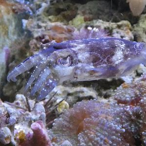 Dwarf cuttlefish