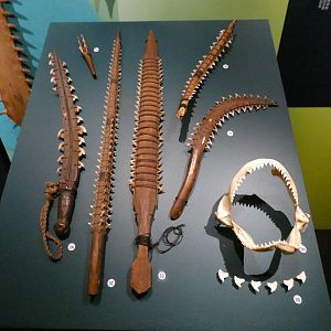 Shark tooth specimens