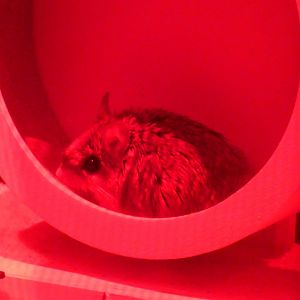 N./S. grasshopper mouse