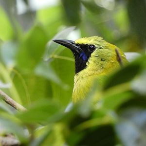 Blue-winged leafbird