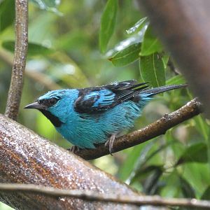 Blue dacnis
