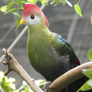 Red-crested turaco