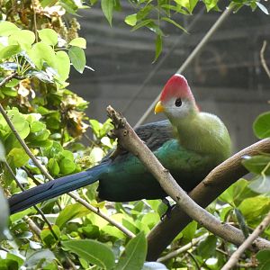 Red-crested turaco