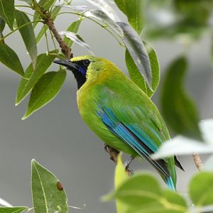 Blue-winged leafbird