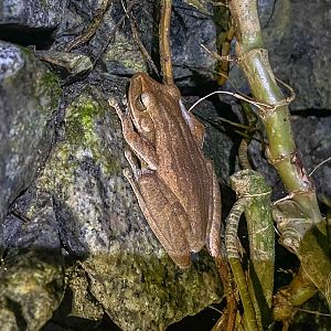Four-lined Tree Frog (Polypedates leucomystax)