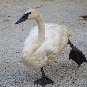 Trumpeter Swan (Cygnus buccinator)