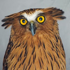 Buffy Fish Owl (Ketupa ketupu)