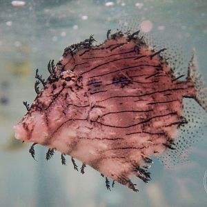 Tasselled Leatherjacket (Chaetodermis penicilligera)