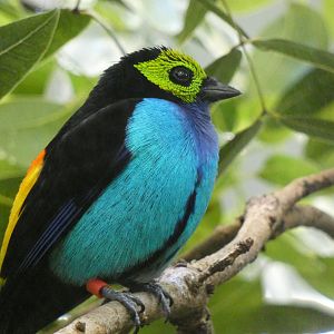 Paradise tanager
