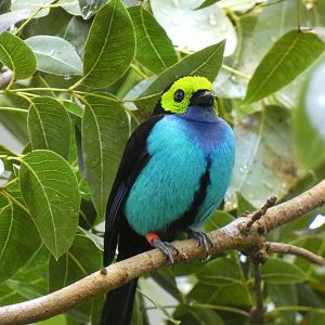 Paradise tanager