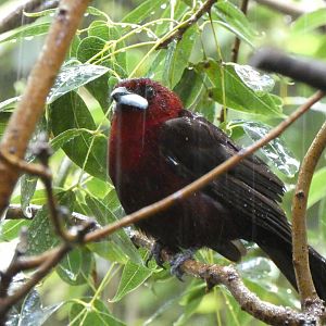 Silver-beaked tanager