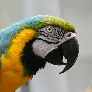 Blue-and-yellow macaw
