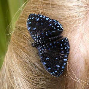 Starry night cracker? on visitor