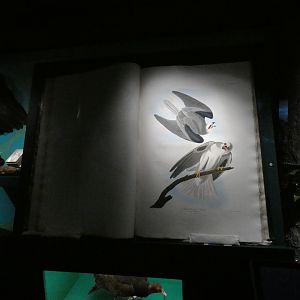 The Birds of America (reproduction?), White-tailed kite pair