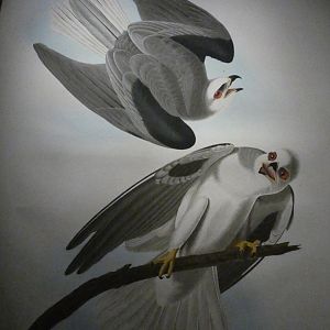 The Birds of America (reproduction?), White-tailed kite pair