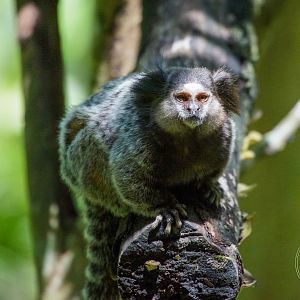 Wied's Marmoset (Callithrix kuhlii)