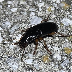 Pennsylvania Ground Beetle (Harpalus pensylvanicus)
