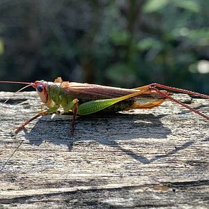 Handsome Meadow Katydid (Orchelimum pulchellum)