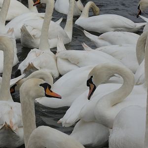 Mute swans