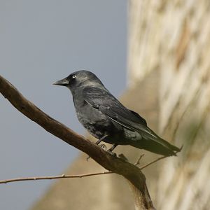 Eurasian jackdaw