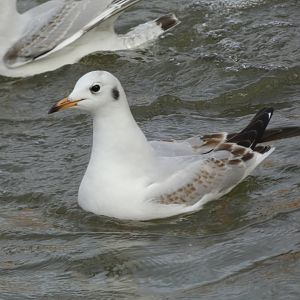 Black-headed gull