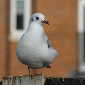 Black-headed gull
