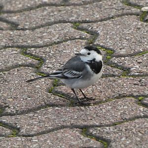 Pied wagtail