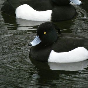 Tufted duck