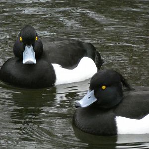 Tufted duck