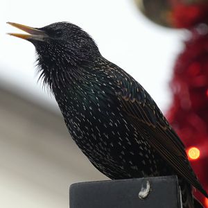 European starling