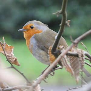 European robin