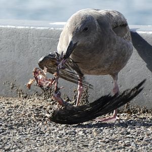 Hungry juvenile western gull